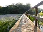 FZ029151 Walkway over Bosherston Lily Ponds.jpg